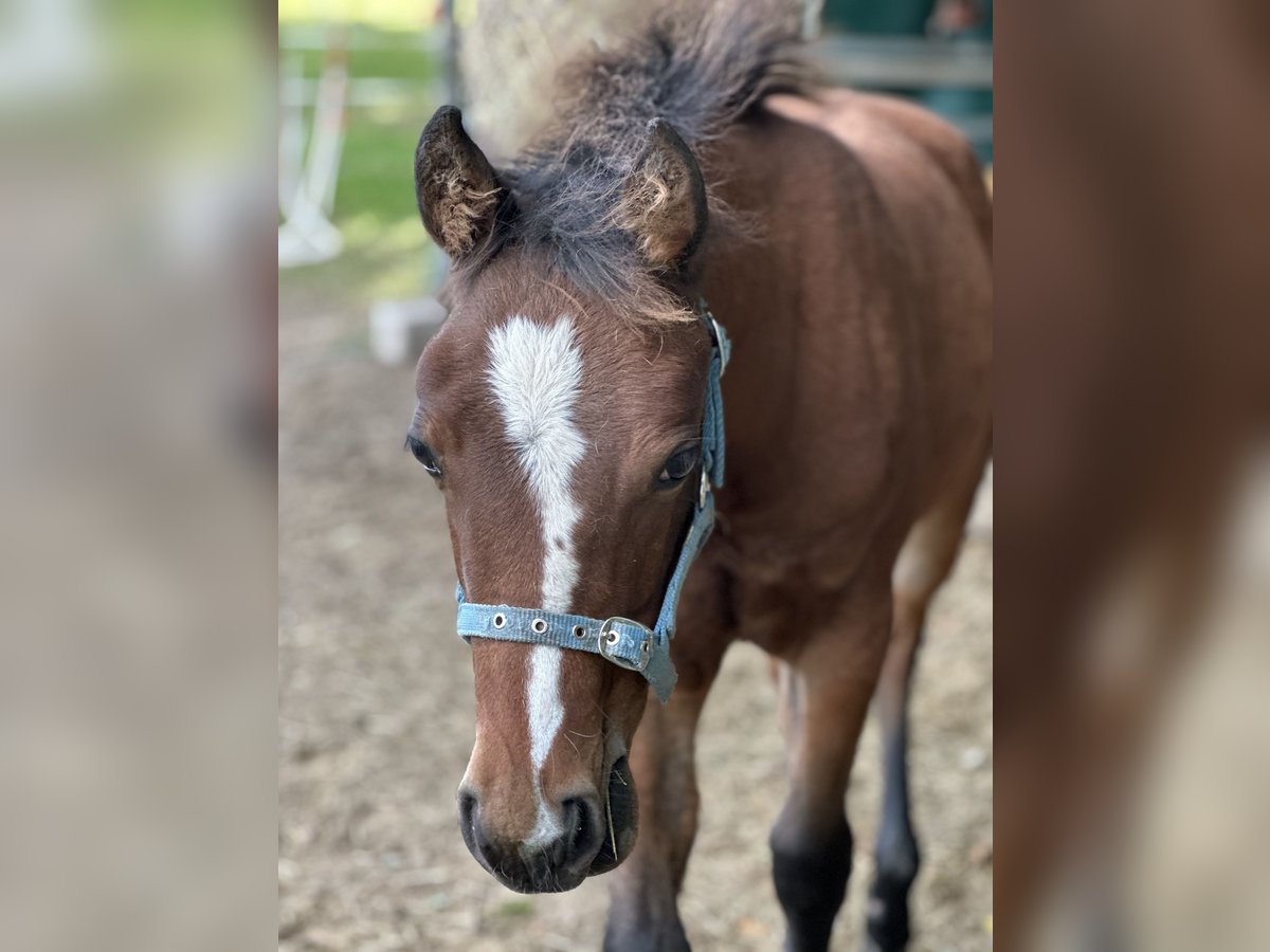 American Quarter Horse Merrie 1 Jaar 150 cm Bruin in Hamburg