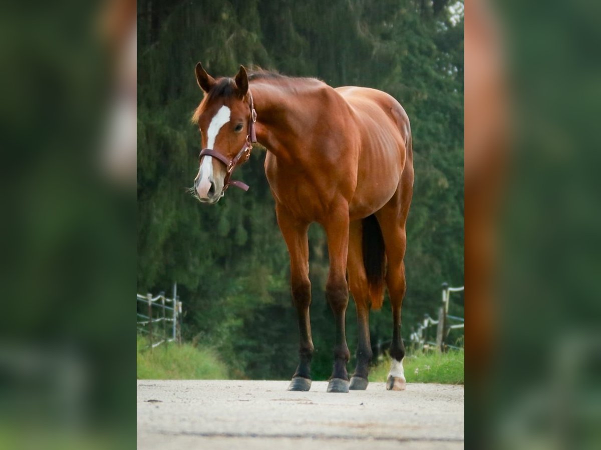 American Quarter Horse Merrie 1 Jaar 150 cm Bruin in Soyen