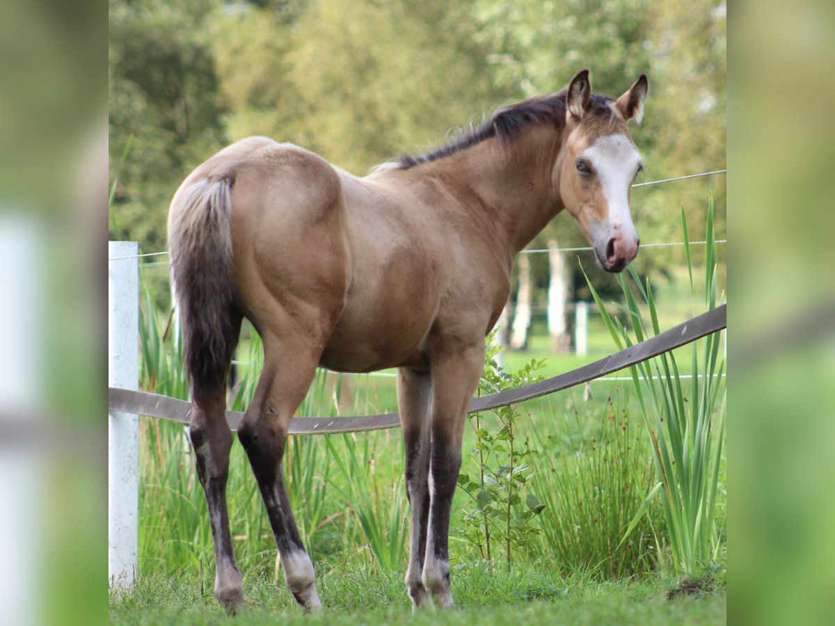 American Quarter Horse Merrie 1 Jaar 150 cm Buckskin in Stade