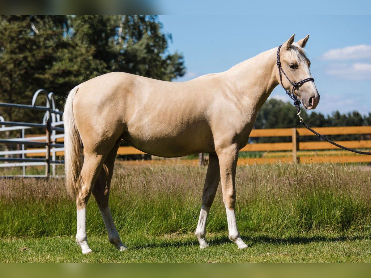 American Quarter Horse Merrie 1 Jaar 150 cm Palomino in Diepenau