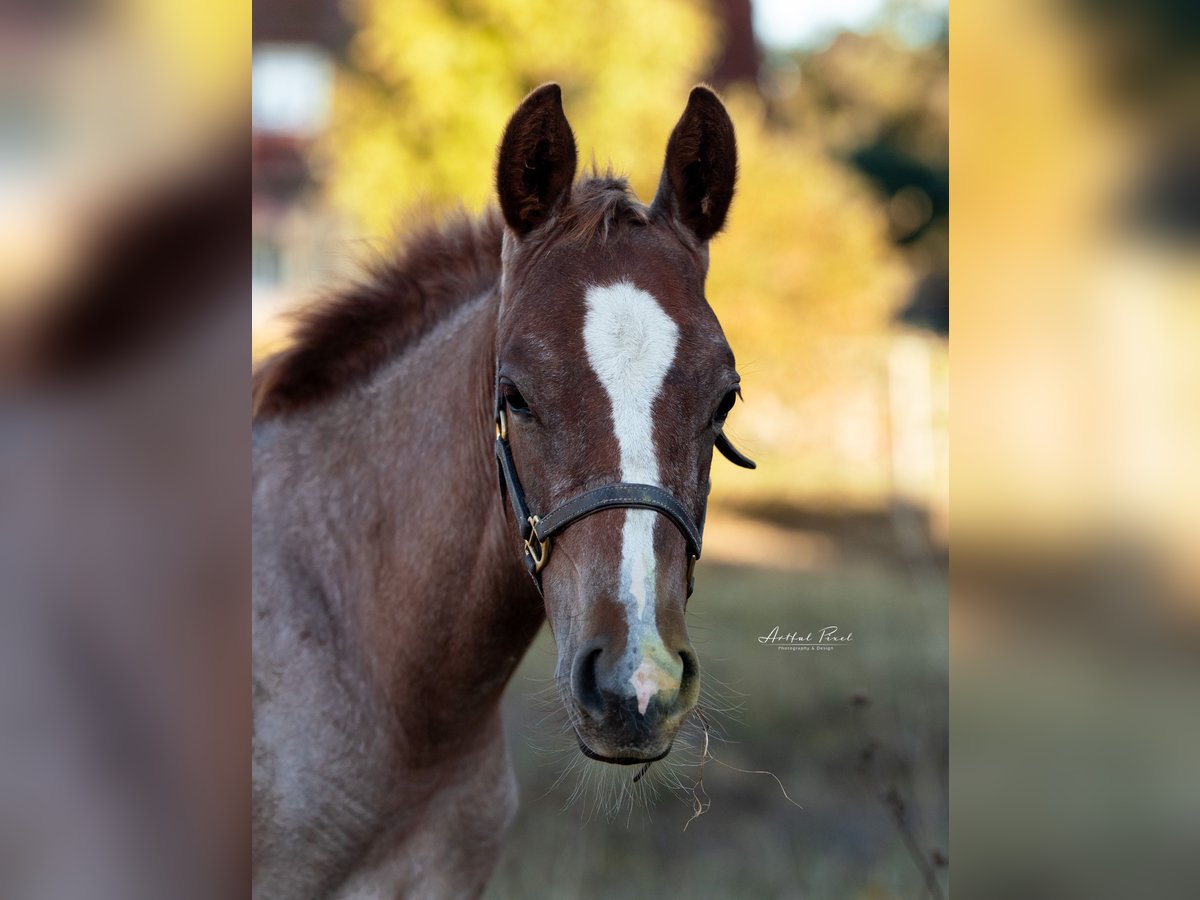 American Quarter Horse Merrie 1 Jaar 150 cm Roan-Red in Chüden