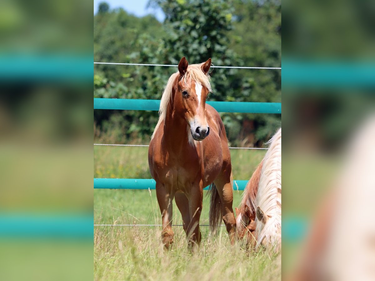 American Quarter Horse Merrie 1 Jaar 150 cm Vos in Hellenthal