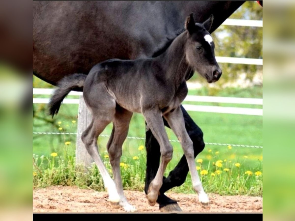 American Quarter Horse Merrie 1 Jaar 150 cm Zwart in Gerolfingen