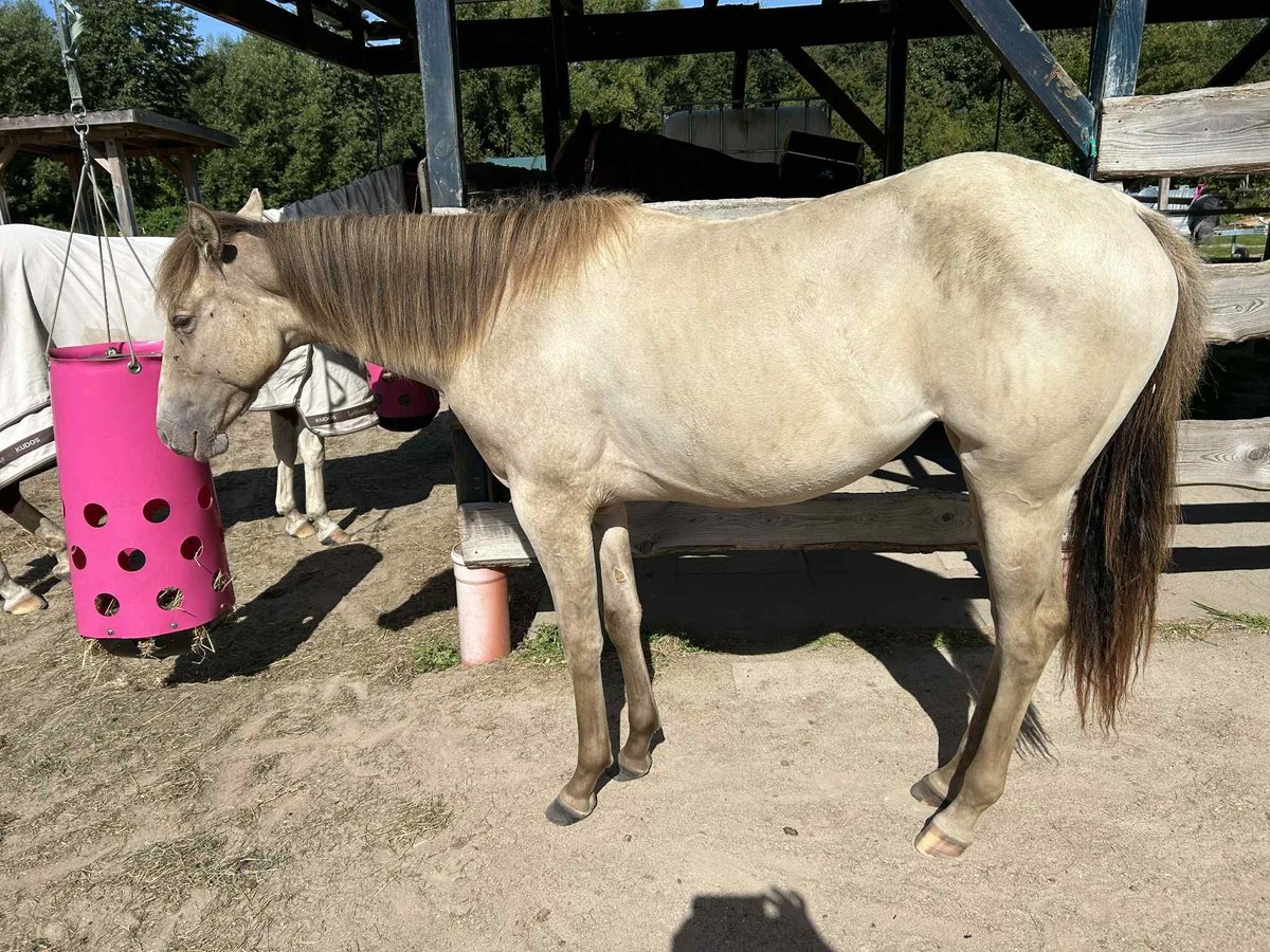 American Quarter Horse Merrie 1 Jaar 151 cm Champagne in Malente