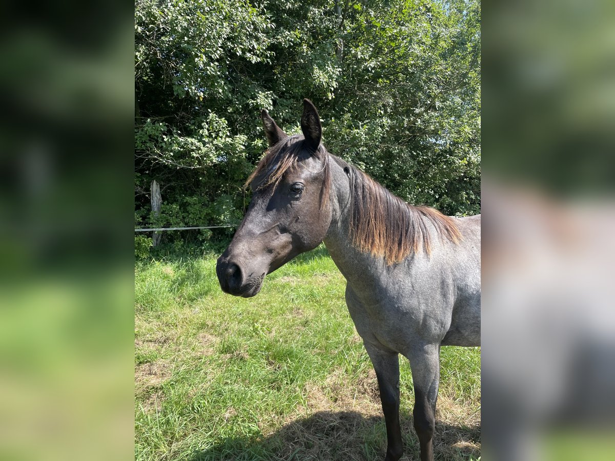 American Quarter Horse Merrie 1 Jaar 154 cm Roan-Blue in Oranienburg