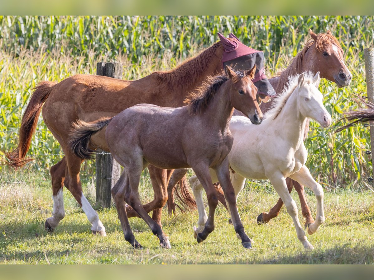 American Quarter Horse Merrie 1 Jaar 155 cm Roan-Bay in Helmbrechts