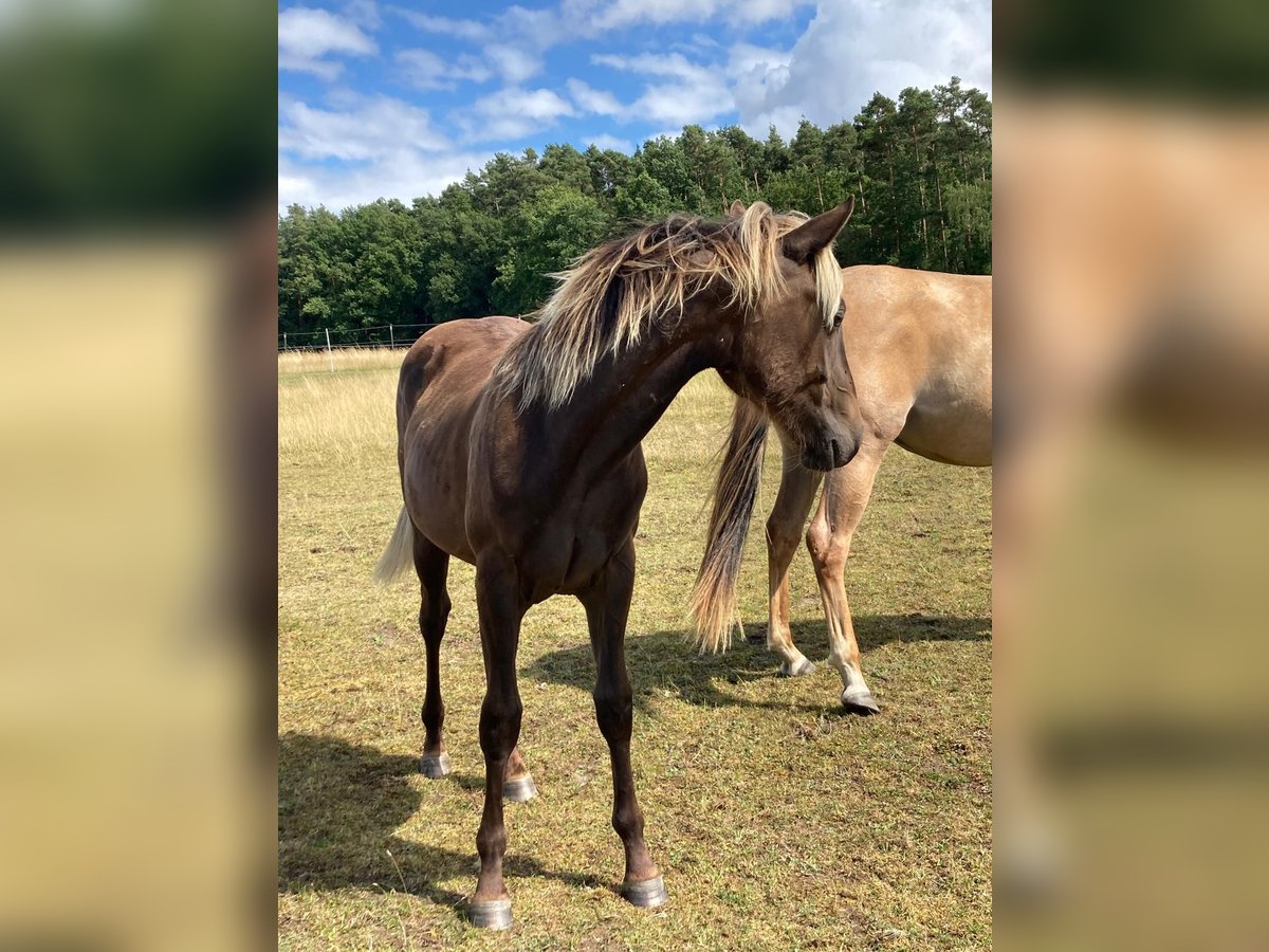 American Quarter Horse Merrie 1 Jaar 155 cm in Geiselwind