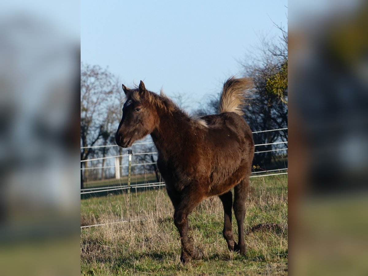 American Quarter Horse Merrie 1 Jaar 155 cm in Geiselwind