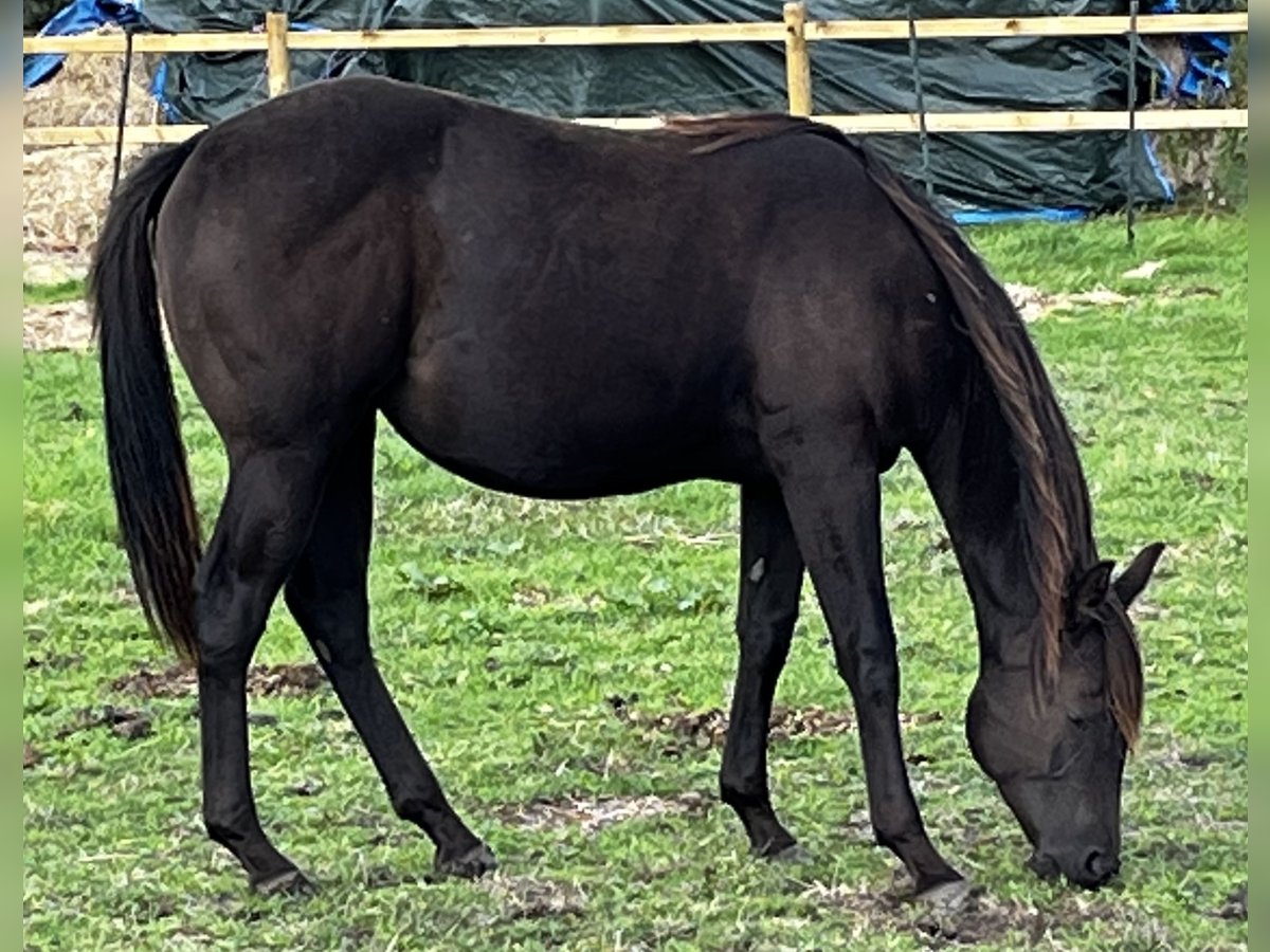 American Quarter Horse Merrie 1 Jaar 155 cm Zwart in Leuvenheim