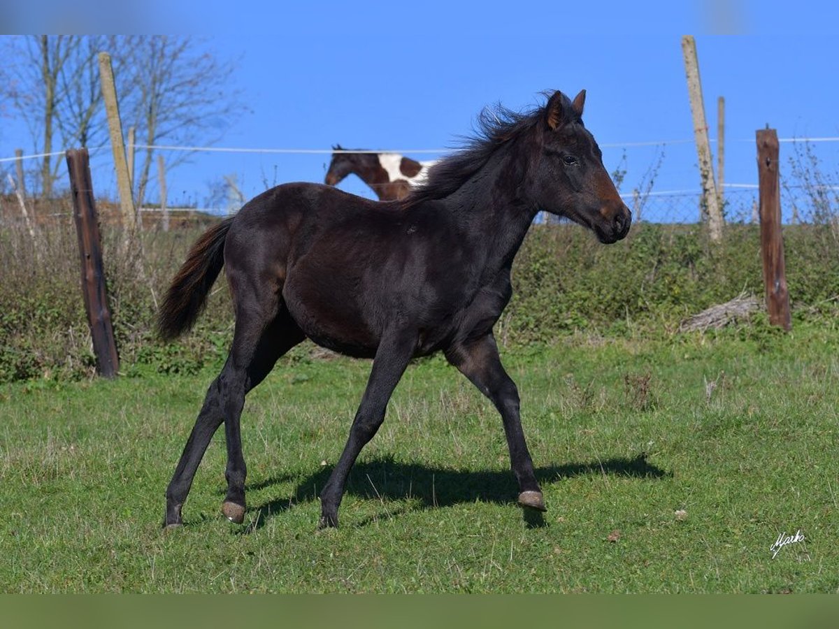 American Quarter Horse Merrie 1 Jaar 155 cm Zwart in Pribram