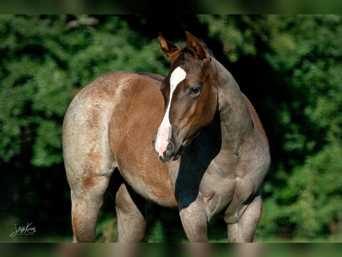 American Quarter Horse Merrie 1 Jaar 156 cm Roan-Red in Zerbst/Anhalt