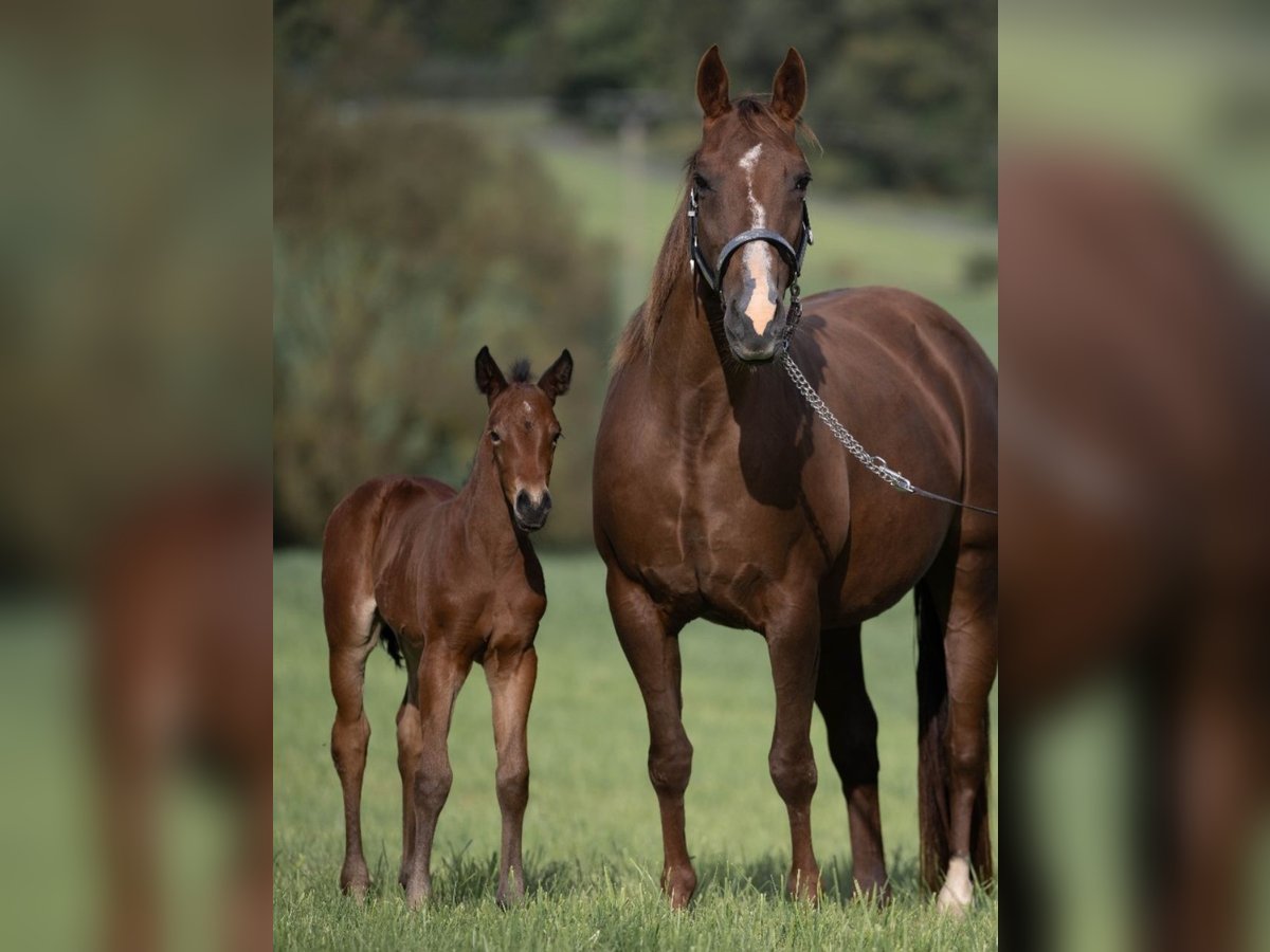 American Quarter Horse Merrie 1 Jaar Bruin in Stockhausen illfurth