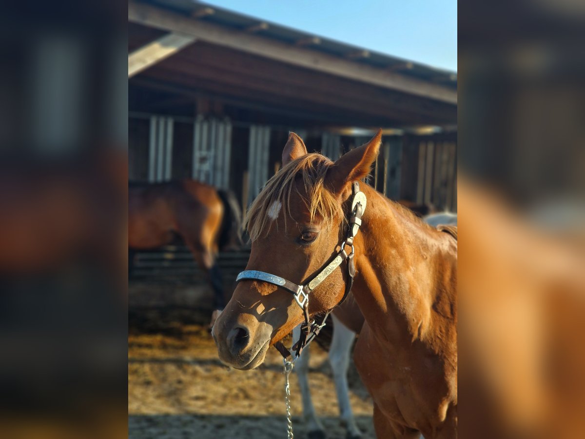 American Quarter Horse Merrie 1 Jaar Donkere-vos in Rheinfelden