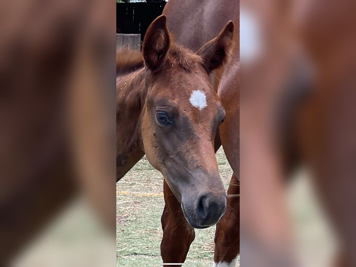 American Quarter Horse Merrie 1 Jaar Donkere-vos in Rheinfelden