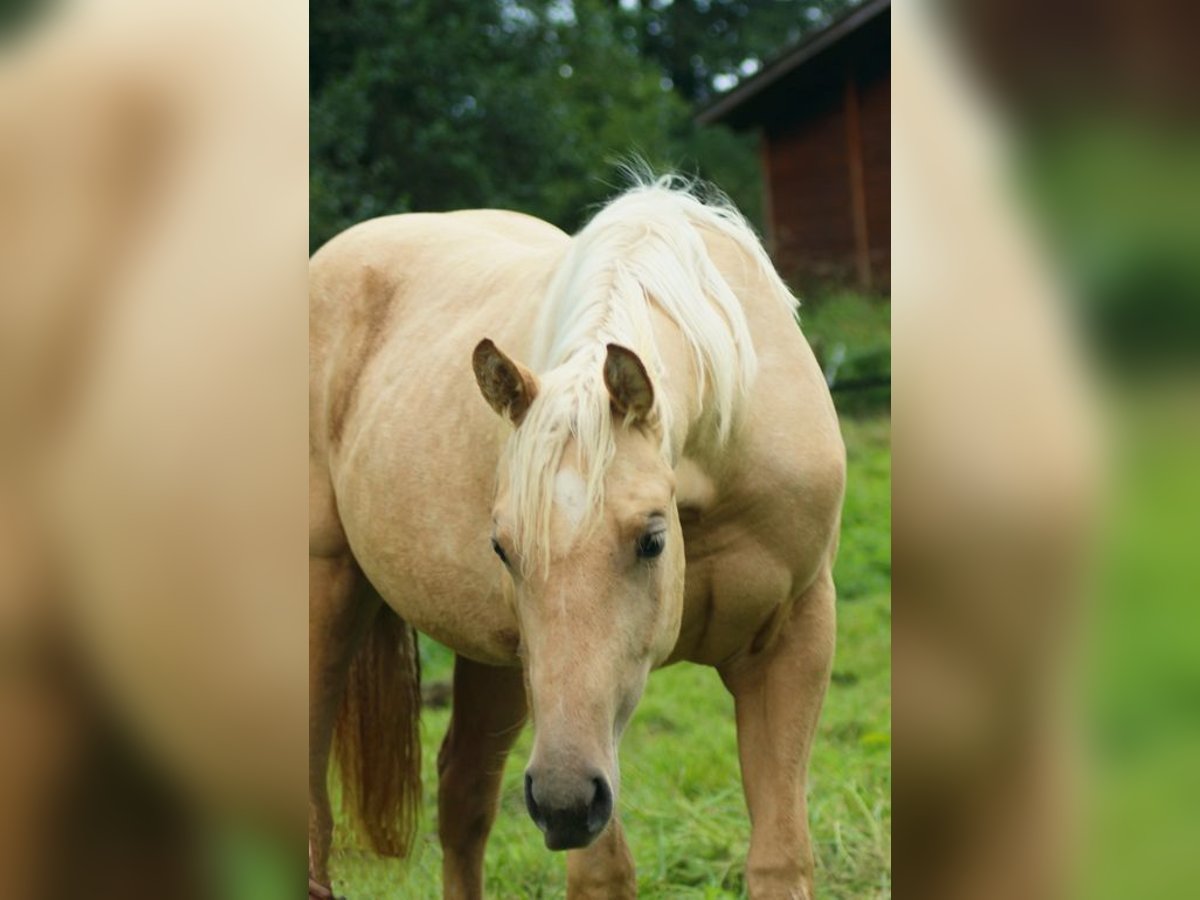 American Quarter Horse Merrie 1 Jaar Palomino in Laubach