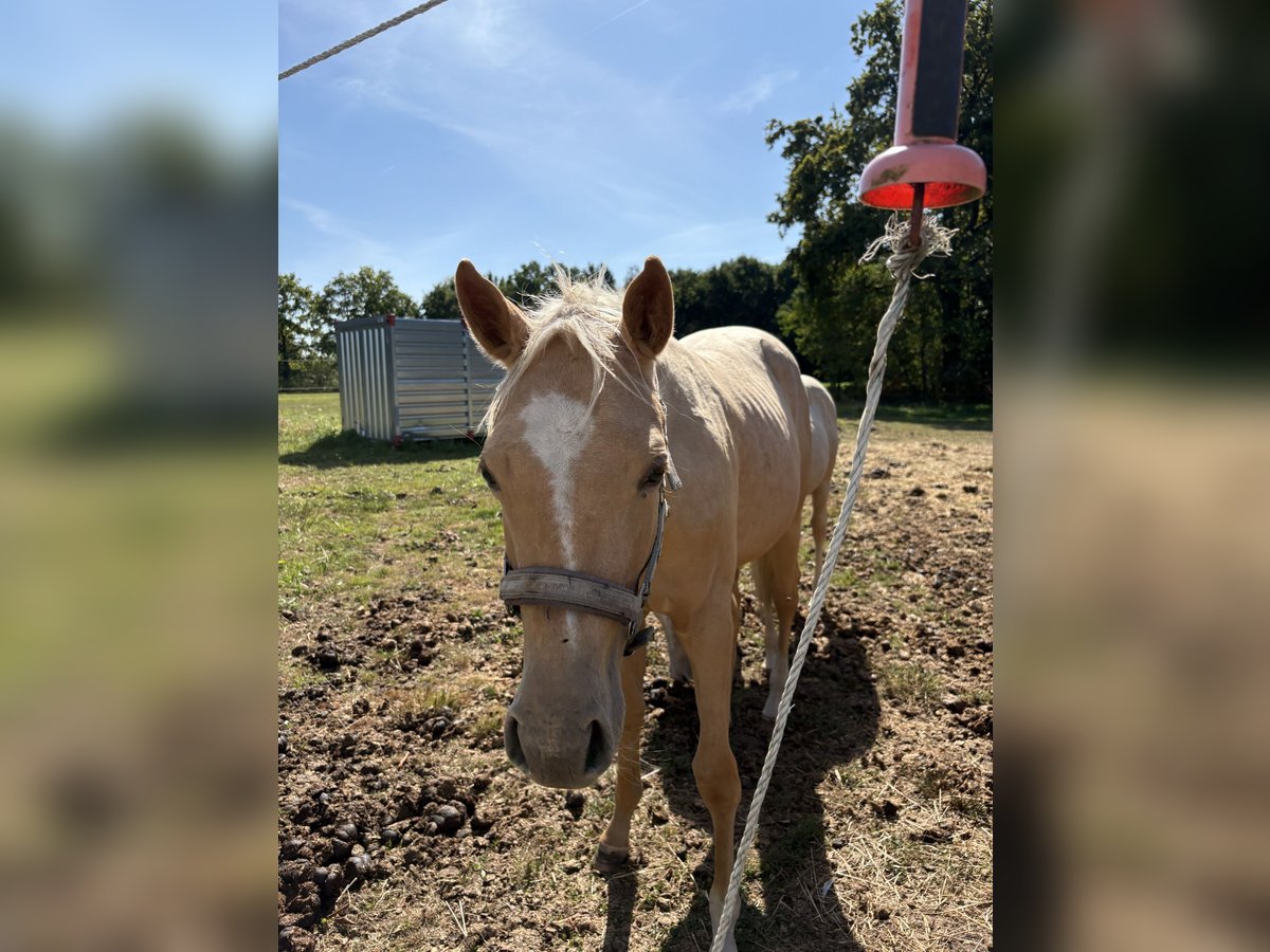 American Quarter Horse Merrie 1 Jaar Palomino in Schriek