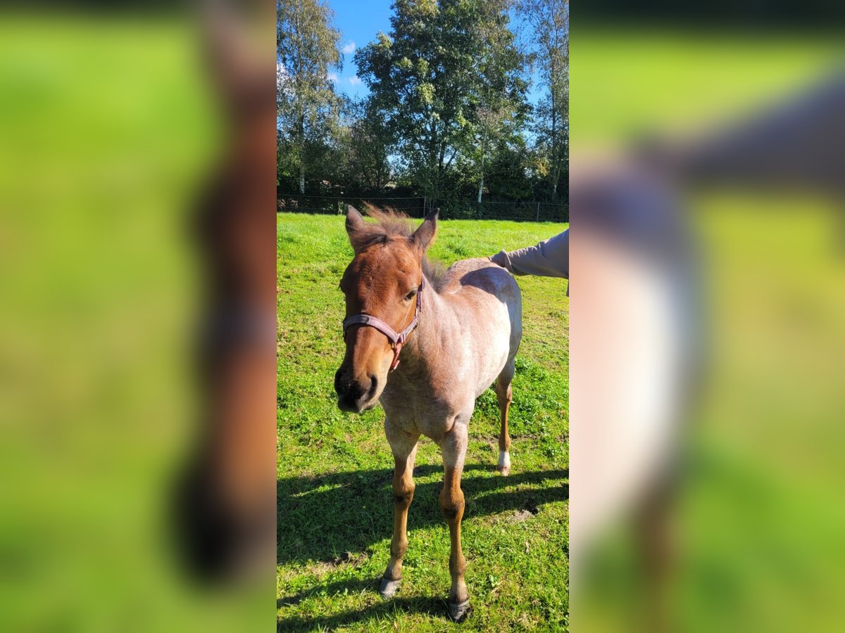 American Quarter Horse Merrie 1 Jaar Roan-Bay in Hungen