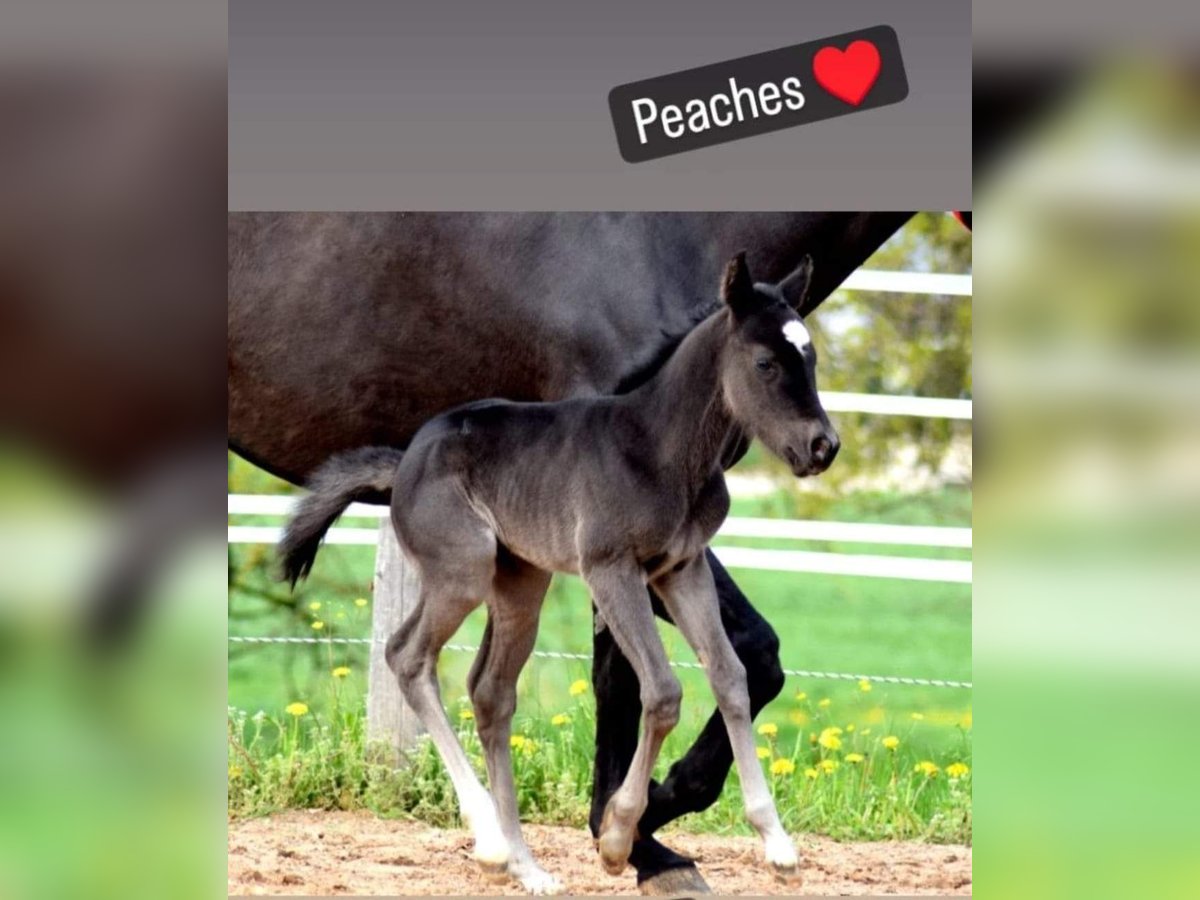 American Quarter Horse Merrie 1 Jaar Zwart in Gerolfingen