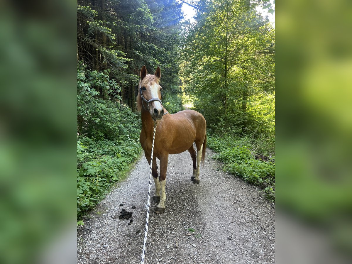 American Quarter Horse Mix Merrie 21 Jaar Gevlekt-paard in Reith im Alpbachtal
