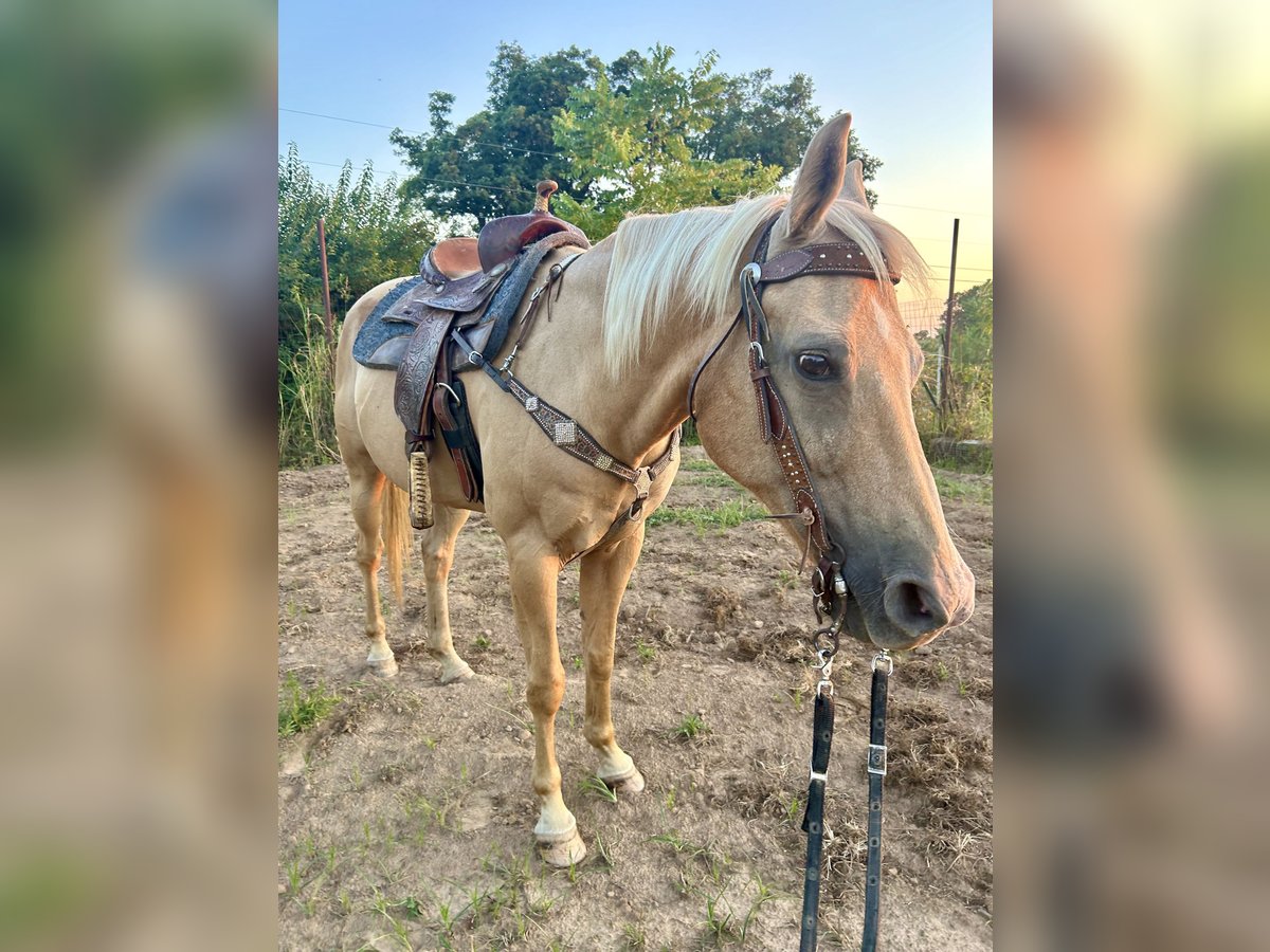 American Quarter Horse Merrie 22 Jaar 160 cm Palomino in Winslow, Arkansas