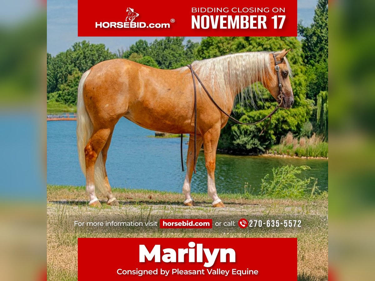 American Quarter Horse Merrie 2 Jaar 147 cm Palomino in Robards