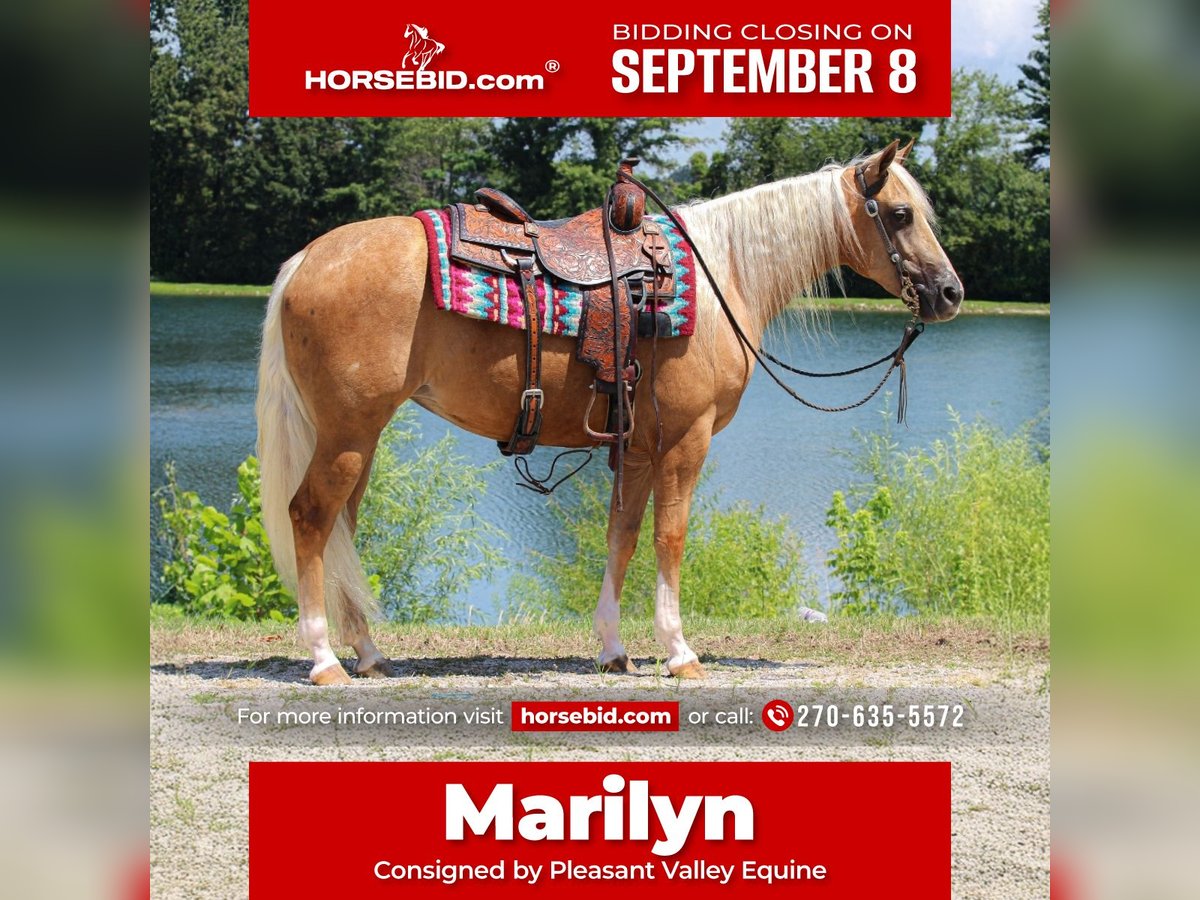 American Quarter Horse Merrie 2 Jaar 147 cm in Robards