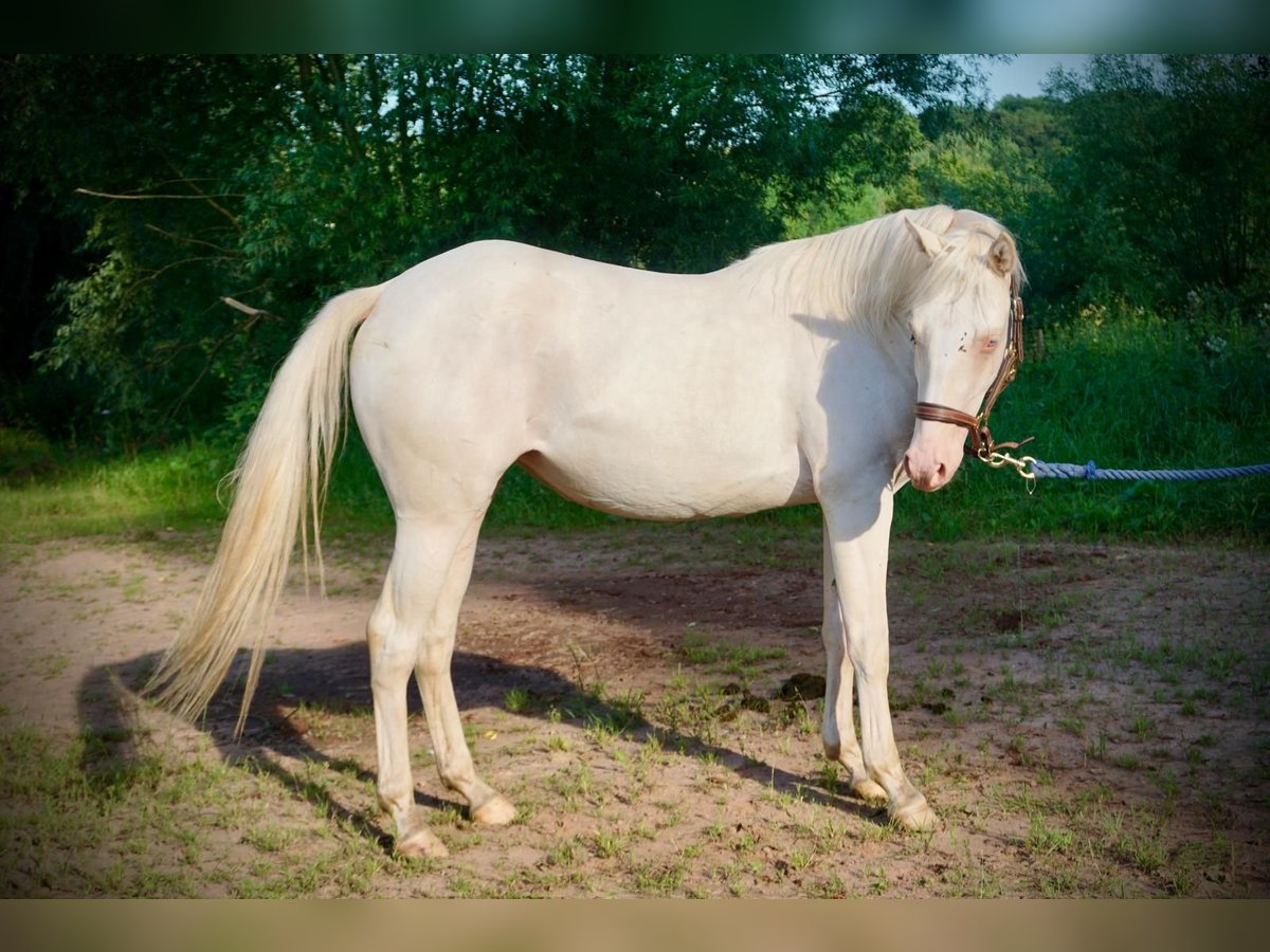 American Quarter Horse Merrie 2 Jaar 150 cm Cremello in Althornbach