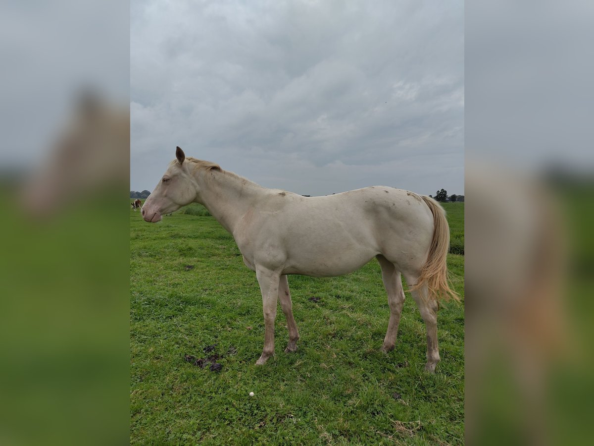 American Quarter Horse Merrie 2 Jaar 150 cm Perlino in Vreeland