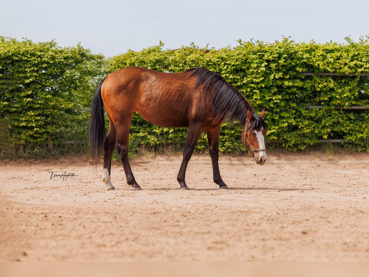 American Quarter Horse Merrie 2 Jaar 155 cm Bruin in Stahnsdorf