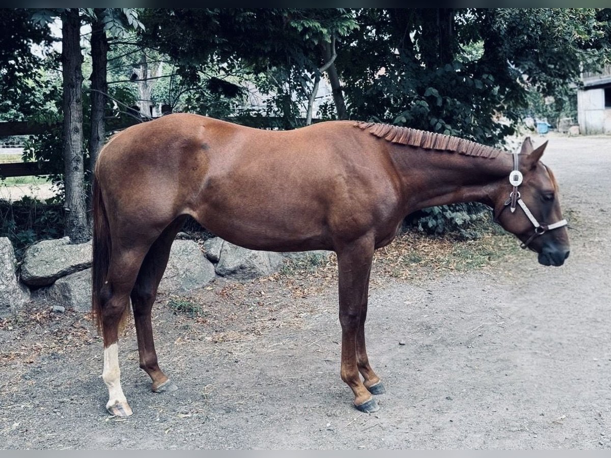 American Quarter Horse Merrie 2 Jaar 160 cm Donkere-vos in Bad Soden-Salm&#xFC;nster