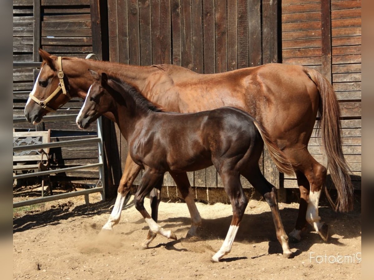 American Quarter Horse Merrie 2 Jaar Donkere-vos in Weigendorf