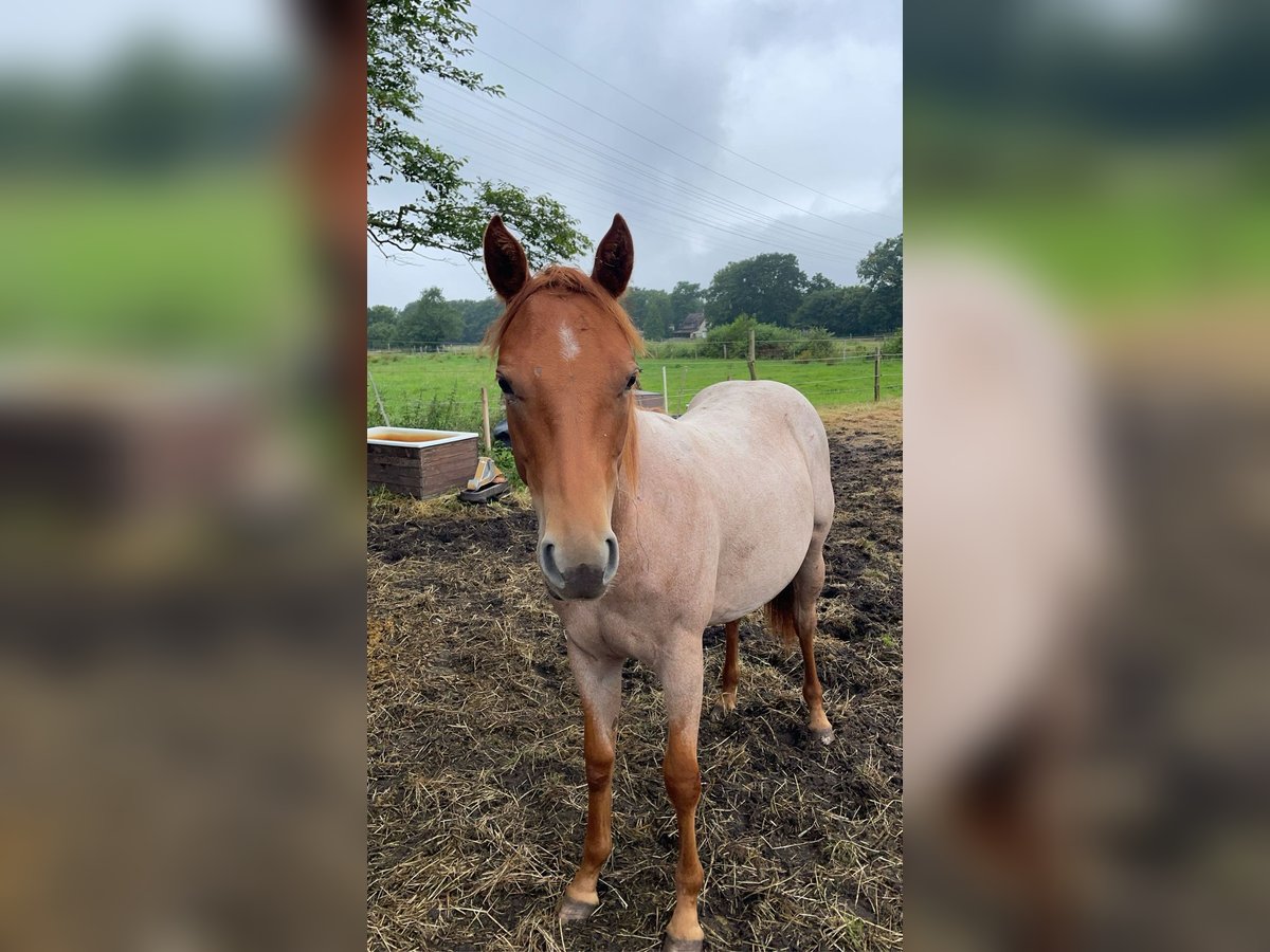 American Quarter Horse Merrie 2 Jaar Roan-Red in Gifhorn