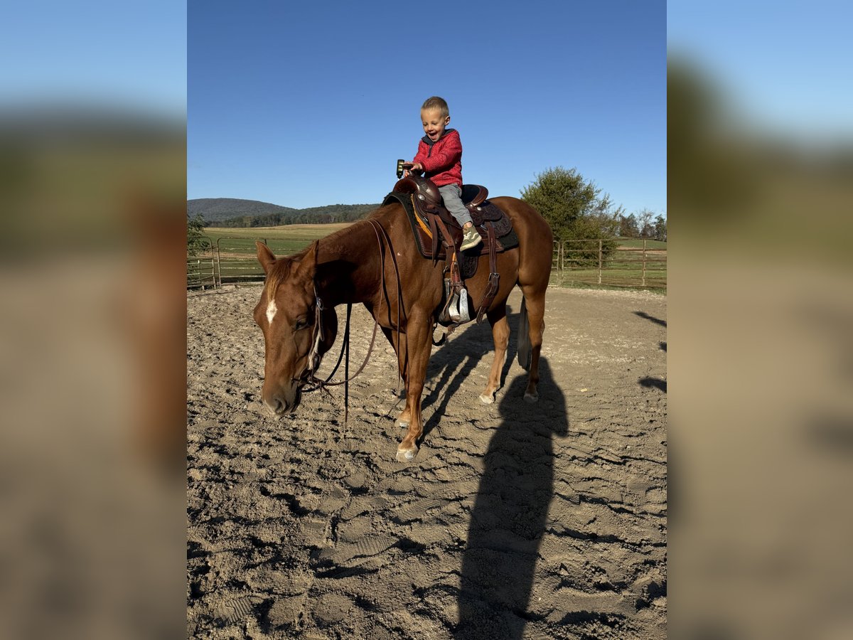 American Quarter Horse Merrie 3 Jaar 137 cm Roodvos in Landisburg