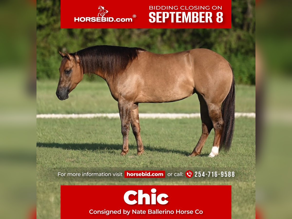 American Quarter Horse Merrie 3 Jaar 142 cm in Waco, TX