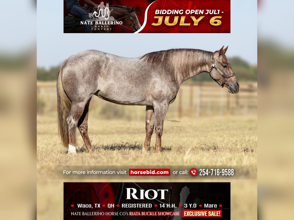 American Quarter Horse Merrie 3 Jaar 142 cm Roan-Red in Waco