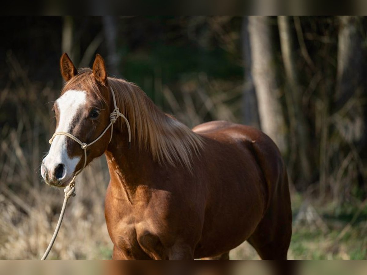 American Quarter Horse Merrie 3 Jaar 143 cm Vos in Michelsneukirchen