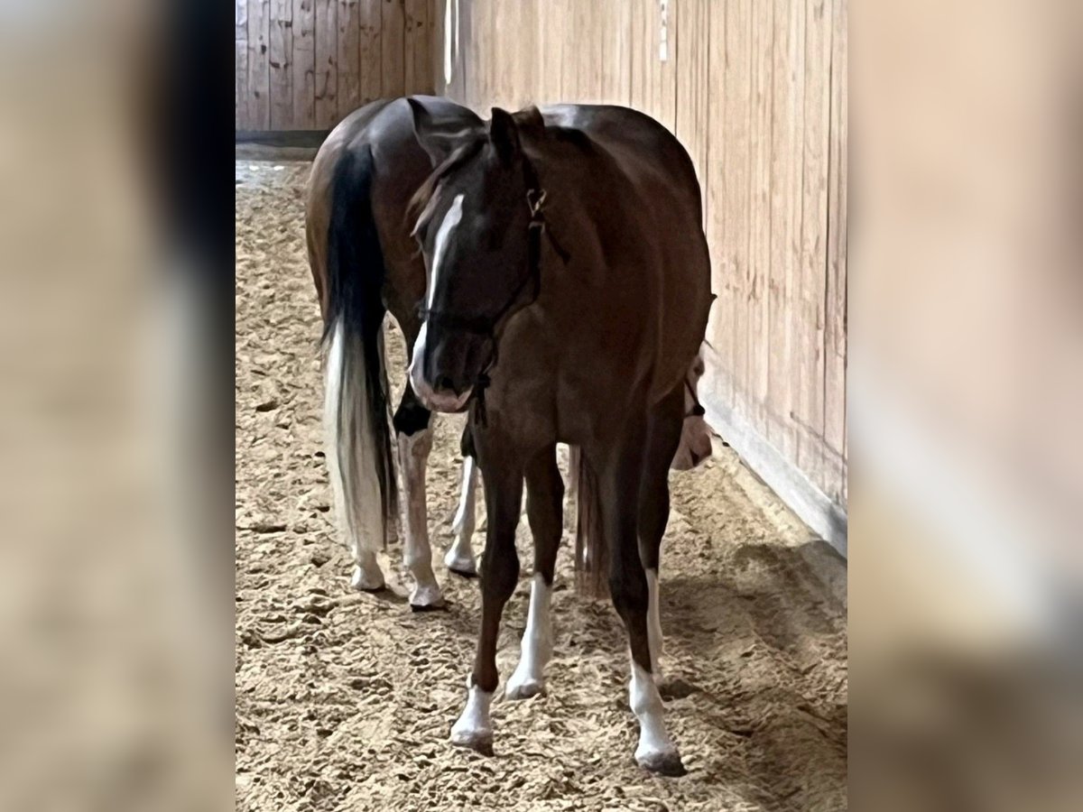 American Quarter Horse Merrie 3 Jaar 146 cm Donkere-vos in Rottweil