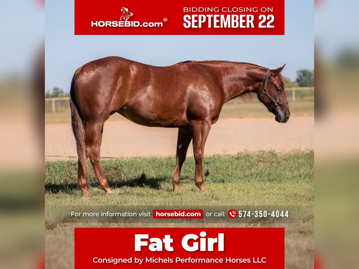 American Quarter Horse Merrie 3 Jaar 147 cm Roodvos in Cottage Grove, MN