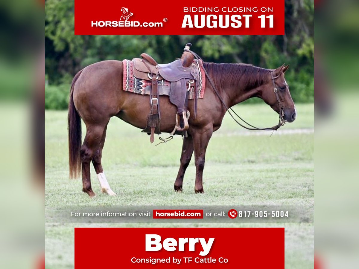 American Quarter Horse Merrie 3 Jaar 147 cm Roodvos in Waco, TX