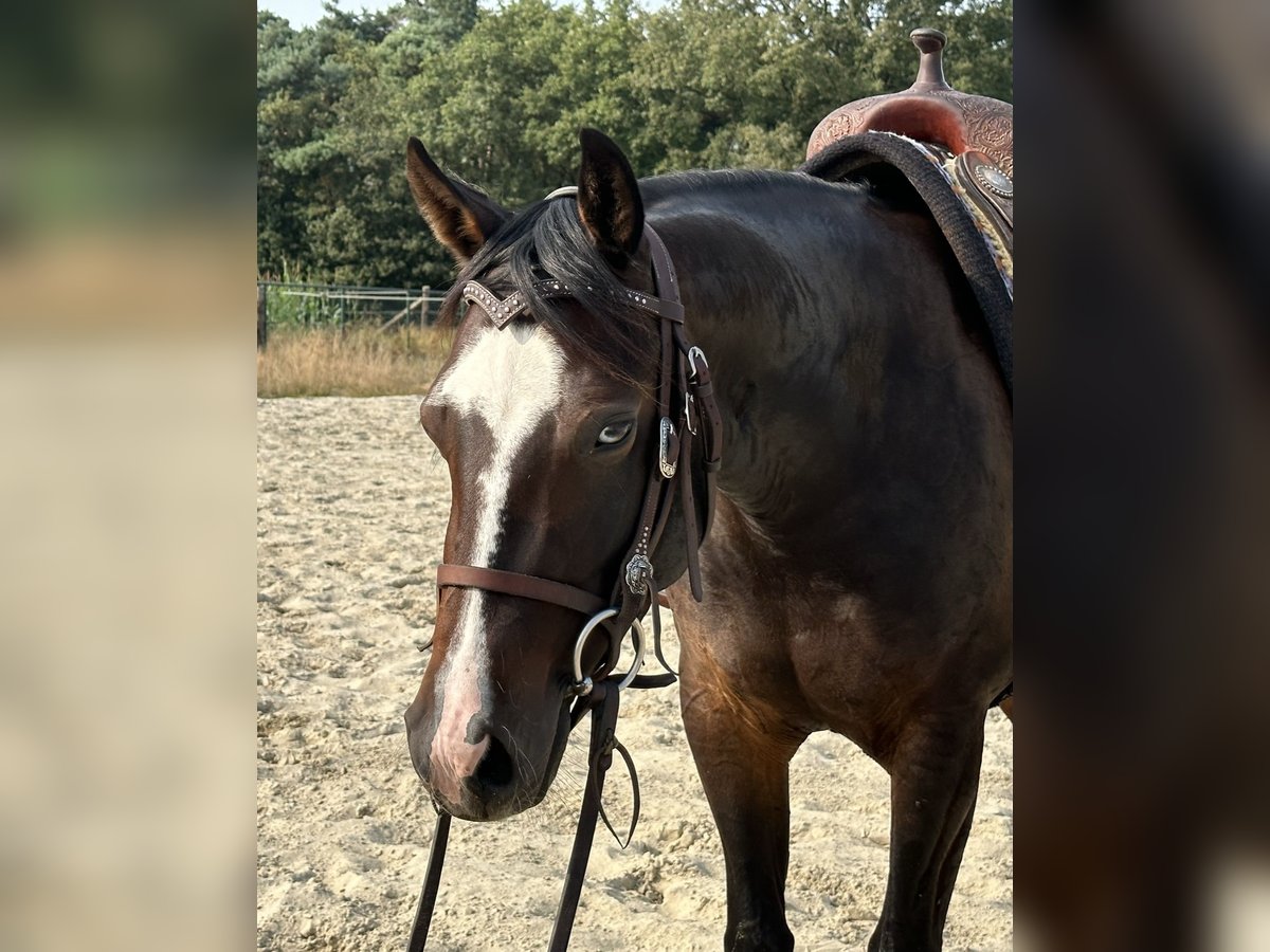 American Quarter Horse Merrie 3 Jaar 148 cm Donkerbruin in Grote-Brogel