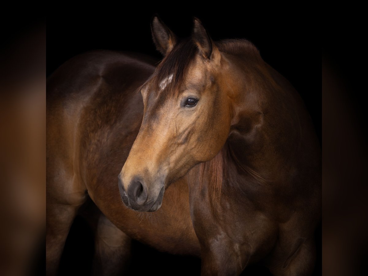 American Quarter Horse Merrie 3 Jaar 150 cm Buckskin in Marktbreit