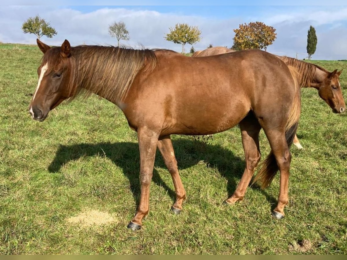 American Quarter Horse Merrie 3 Jaar 150 cm Donkere-vos in Spabrücken