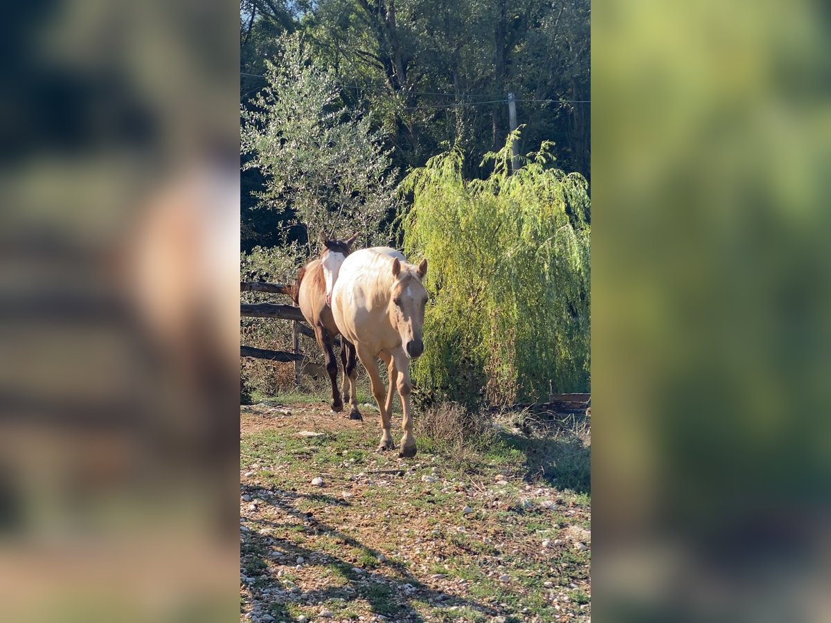 American Quarter Horse Merrie 3 Jaar 150 cm Dunalino in Opi