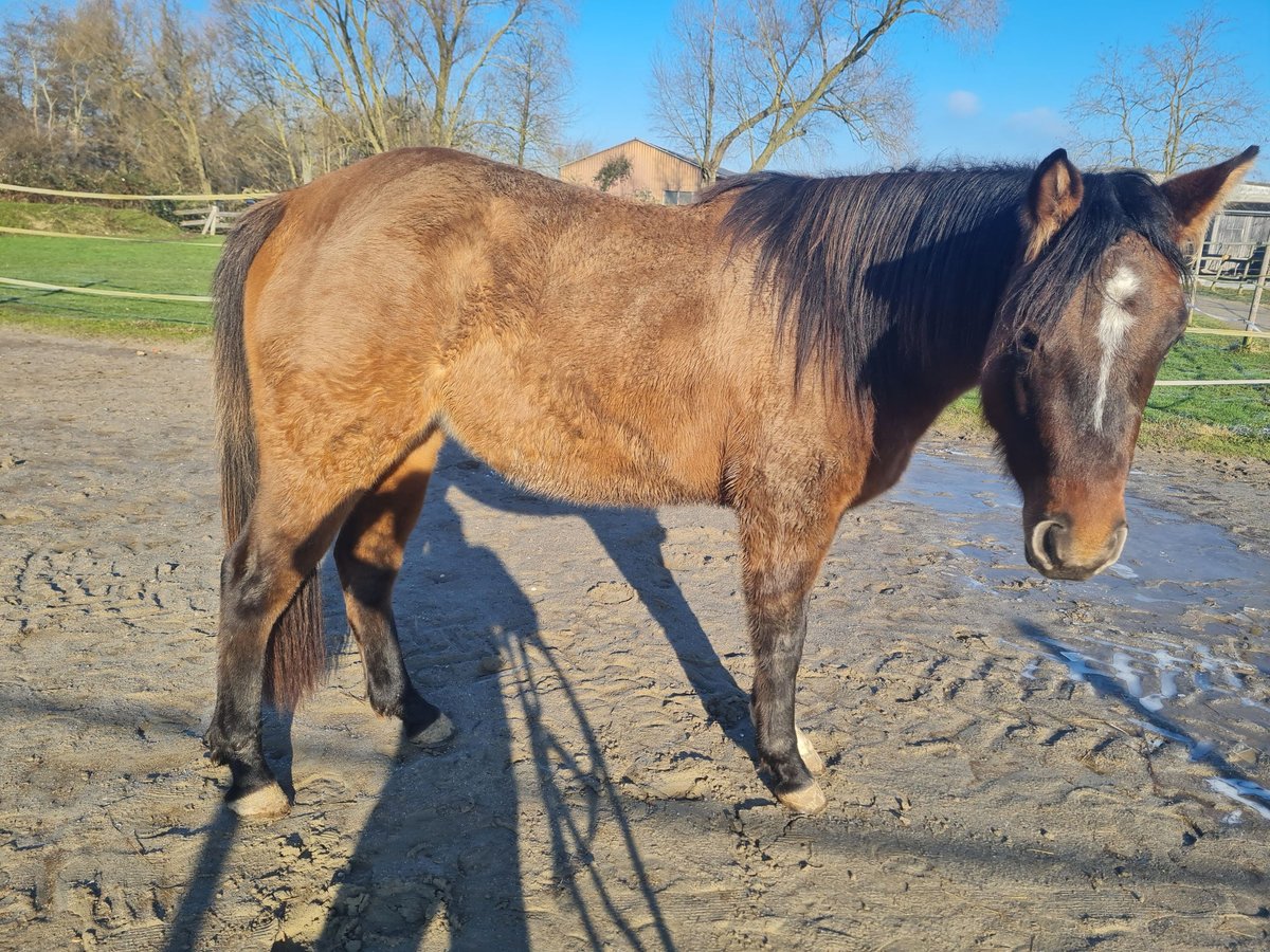 American Quarter Horse Merrie 3 Jaar 150 cm in Kehl