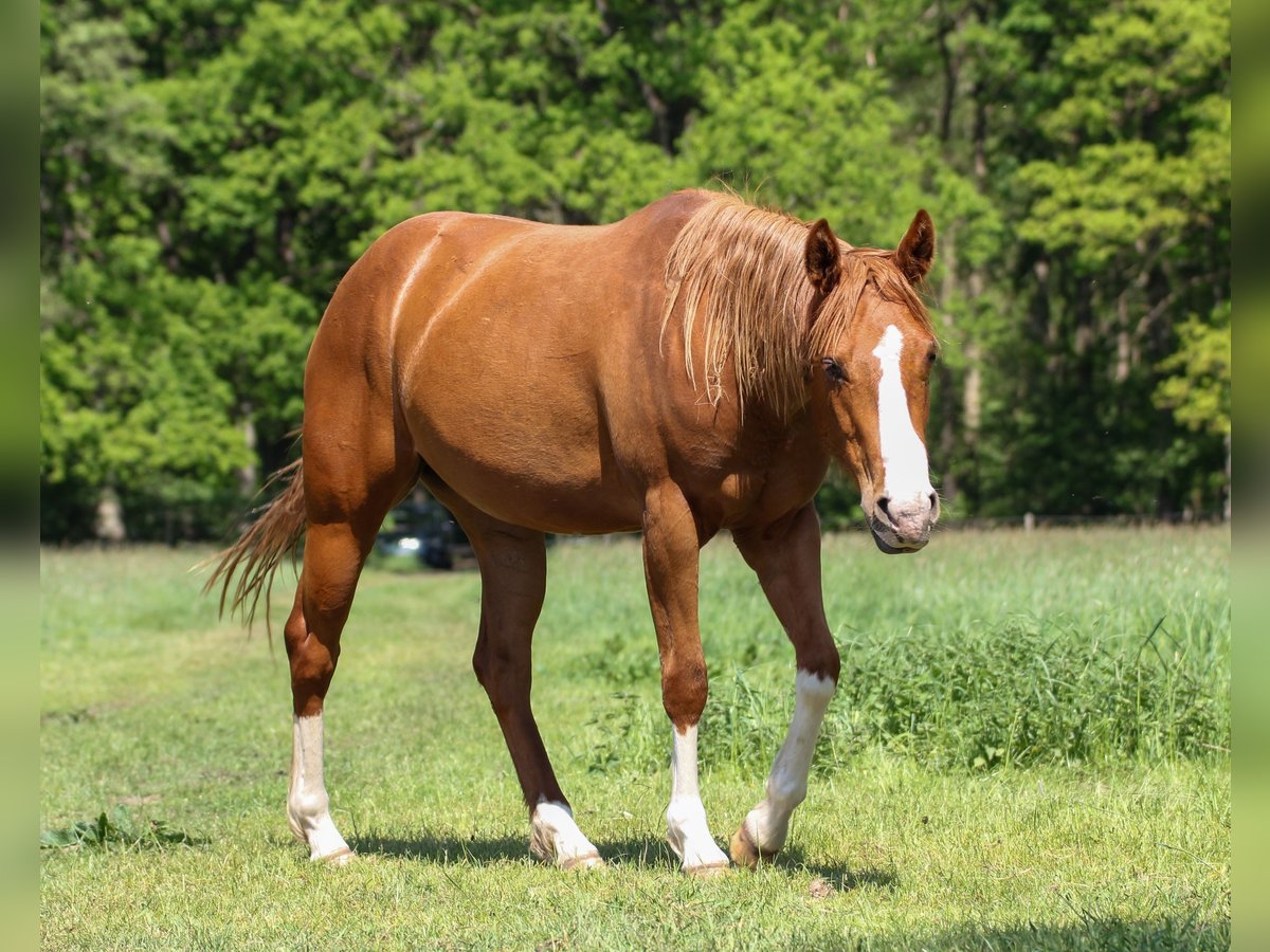 American Quarter Horse Merrie 3 Jaar 150 cm Vos in Celle