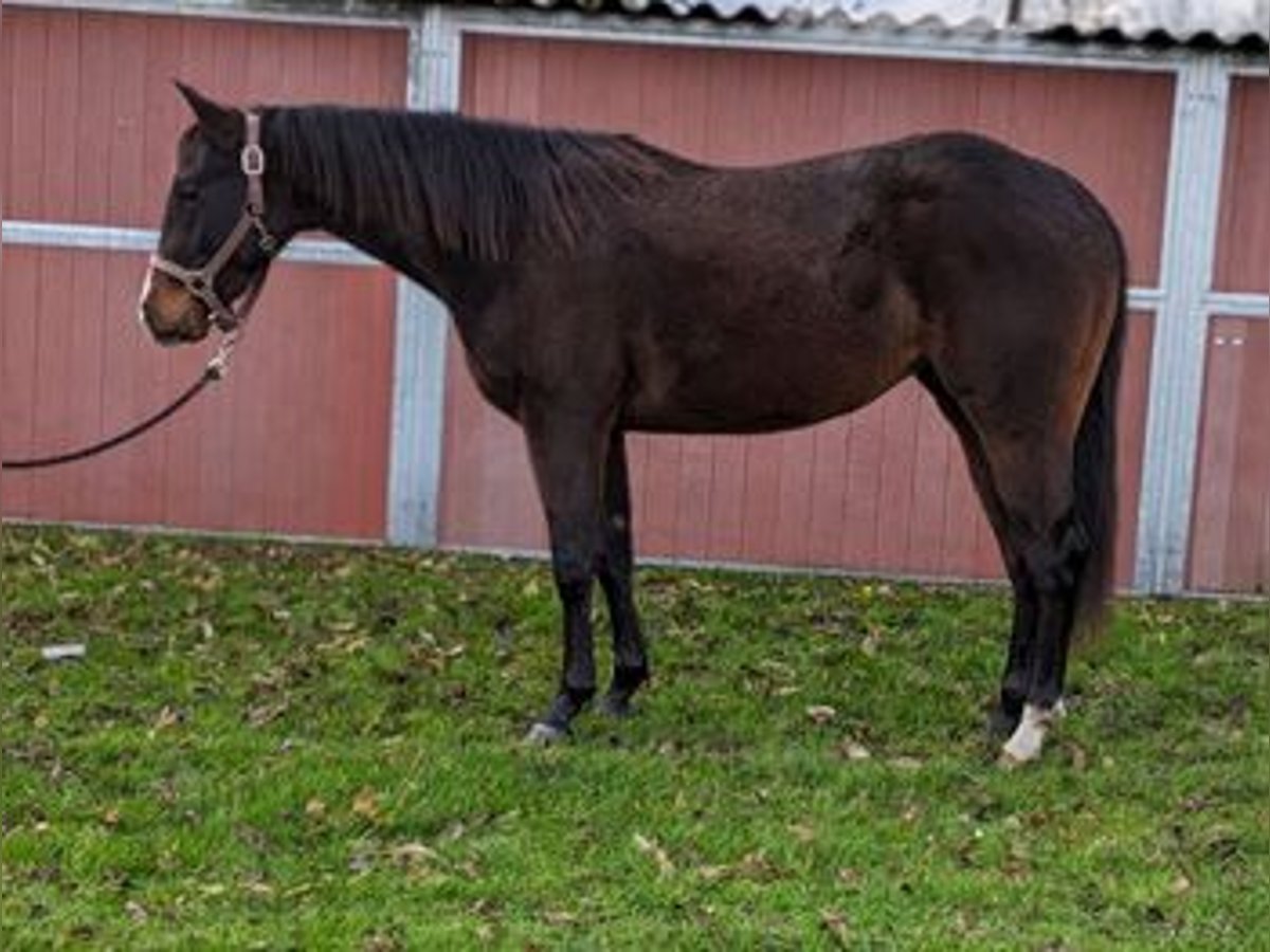 American Quarter Horse Merrie 3 Jaar 152 cm Brauner in Bergkamen
