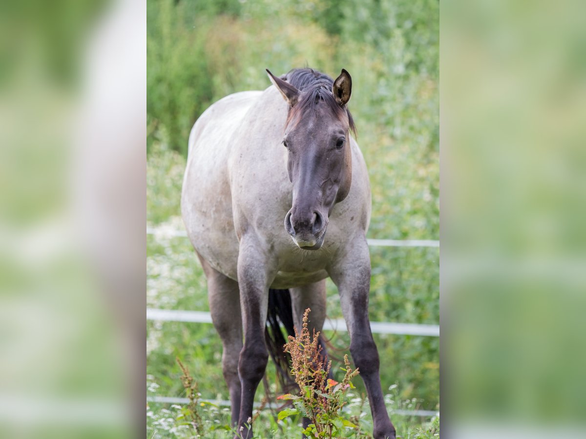 American Quarter Horse Merrie 3 Jaar 152 cm Grullo in Oisnitz