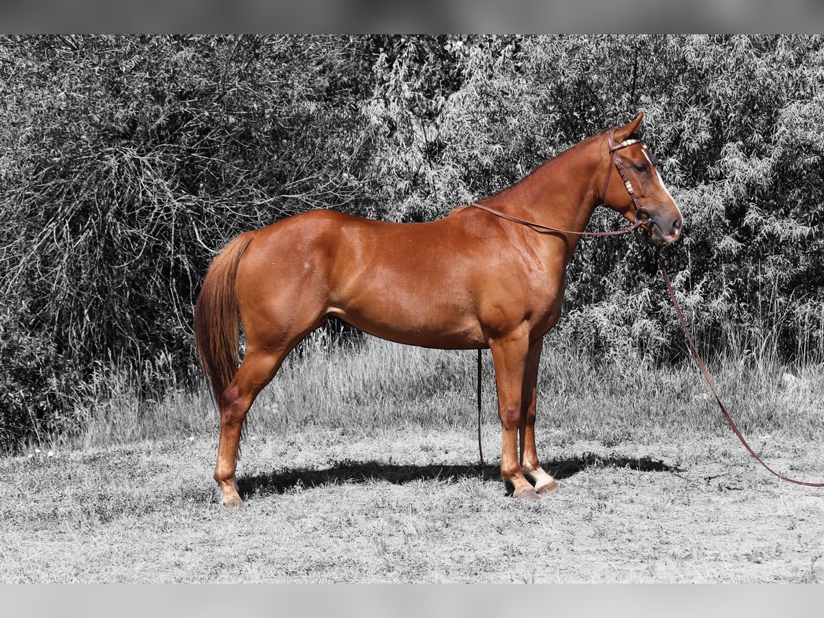 American Quarter Horse Merrie 3 Jaar 152 cm Roodvos in Fort Collins