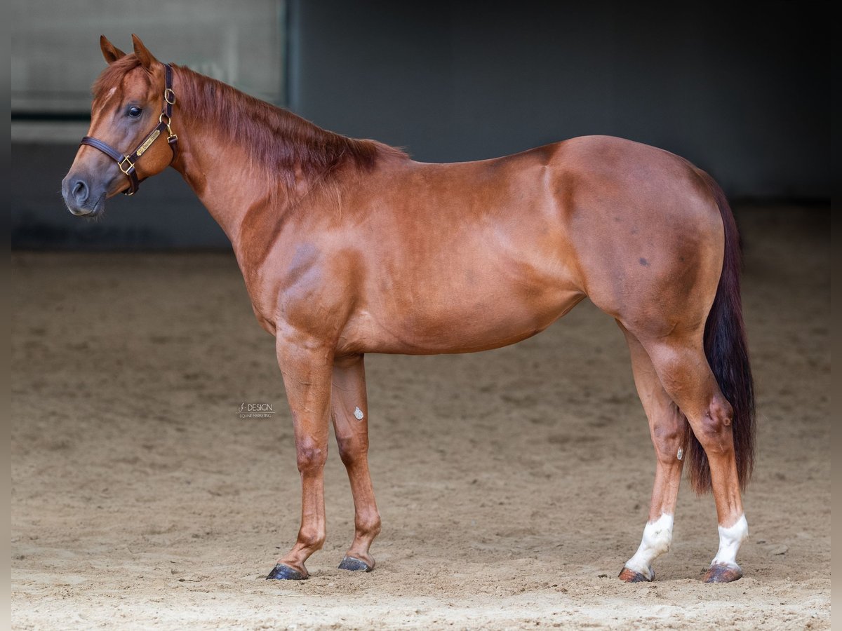 American Quarter Horse Merrie 3 Jaar 152 cm Vos in Eschenau