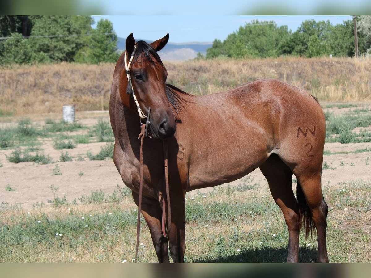 American Quarter Horse Merrie 3 Jaar 155 cm Roan-Bay in Fort Collins